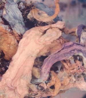 Yair Oelbaum: Asleep in Dirt