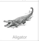 aligator