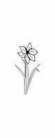 amaryllis