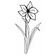 amaryllis