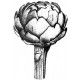 artichoke