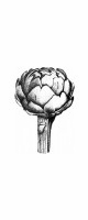 artichoke