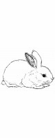 baby bunny