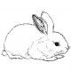 baby bunny