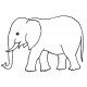 baby elephant