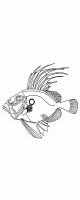 bacon fish