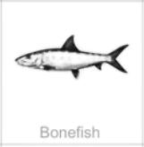 soundview millworks ocean bonefish