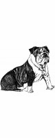 bulldog