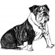bulldog