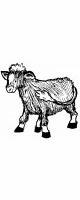 calf
