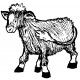 calf