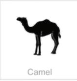 camel