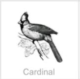 cardinal