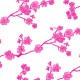 cherry blossom