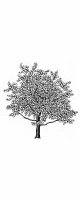 cherry blossom tree