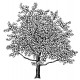 cherry blossom tree
