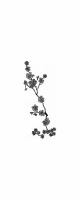 cherry blossoms