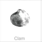 soundview millworks ocean clam
