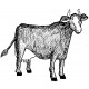 cow