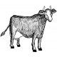 cow