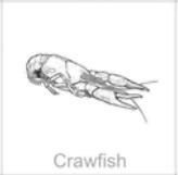 soundview millworks ocean crawfish
