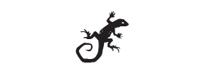 d29 - lizard