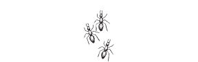 d49 - ants