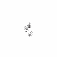 d49 - ants