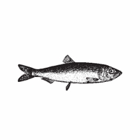 e12 - fish