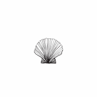 e23 - scallop shell