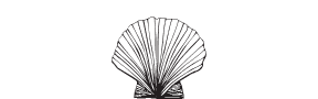 e23 - scallop shell