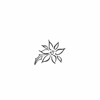e72 - poinsettia