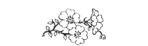 e75 - cherry blossoms