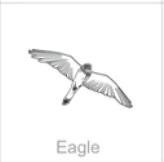 eagle