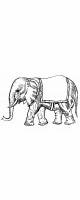 elephant circus