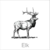 elk