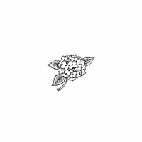 f61 - hydrangea