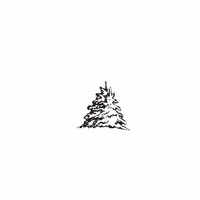 f98 - spruce trees
