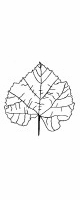 fall leaf 1
