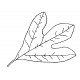 fall leaf 3