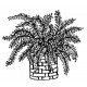 fern