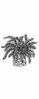 fern
