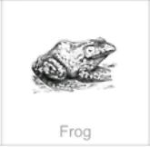 frog