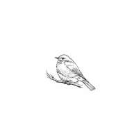 g13 - bird