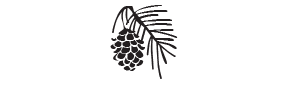 g26 - pinecone