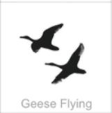 geese flying
