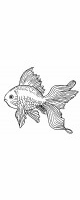 goldfish