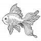 goldfish
