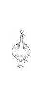 goose