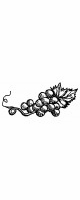 grapes single